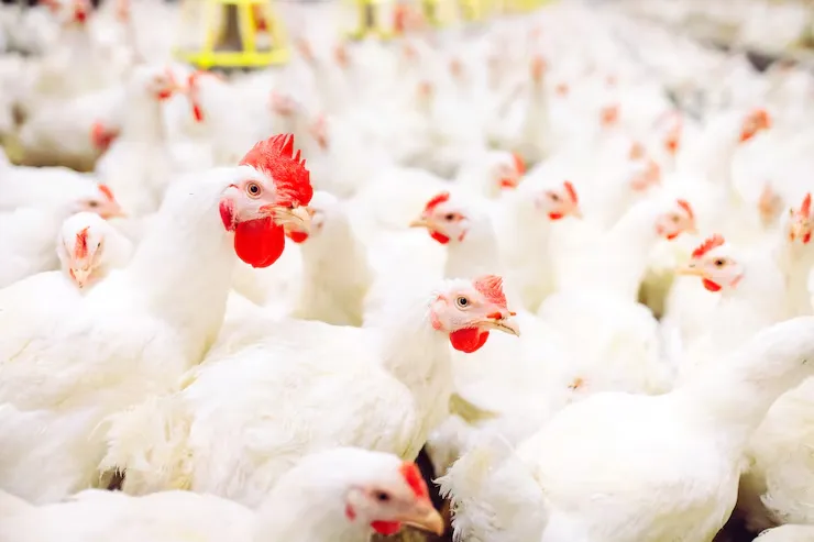 alimentación natural para aves de corral